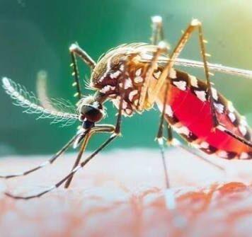 ডেঙ্গুতে ৯ জনের মৃত্যু, হাসপাতালে ১,৯৮২